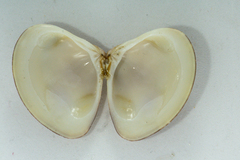 Tivela