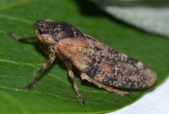 Aphrophora irrorata