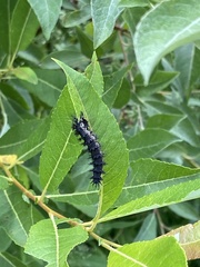 Hemileuca maia