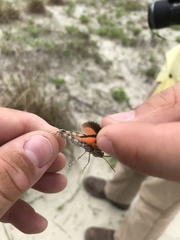 Psinidia fenestralis