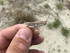Psinidia fenestralis