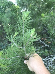 Pinus remota