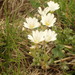 Cerastium eriophorum - Photo (c) martina_poeltl, some rights reserved (CC BY-NC), uploaded by martina_poeltl