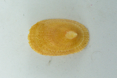 Cymbula compressa
