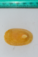 Cymbula compressa