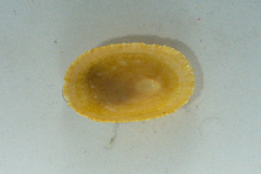 Cymbula compressa
