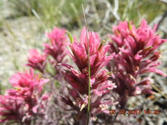 Castilleja angustifolia