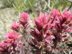 Castilleja angustifolia