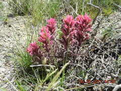 Castilleja angustifolia