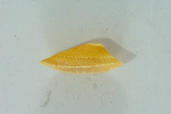 Cymbula compressa