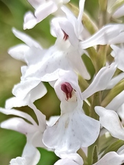 Dactylorhiza maculata ericetorum