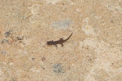 Sphaerodactylidae