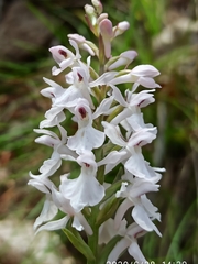 Dactylorhiza maculata ericetorum