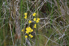 Utricularia cornuta