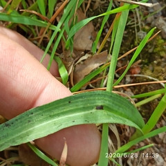 Dactylorhiza maculata ericetorum