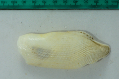 Pholas dactylus