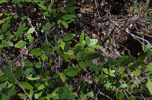 Image of Quercus intricata by (c) Eric Knight, some rights reserved (CC BY)