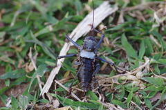 Acanthoplus discoidalis