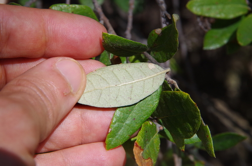 Image of Quercus intricata by (c) Eric Knight, some rights reserved (CC BY)