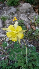 Aquilegia longissima