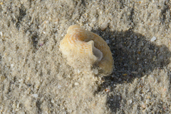 Thylacodes natalensis