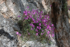 Viola cazorlensis