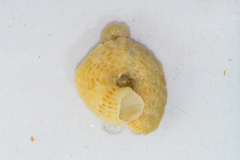 Thylacodes natalensis