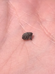 Rhyssomatus lineaticollis