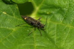 Closterotomus fulvomaculatus
