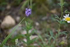 Verbena stricta