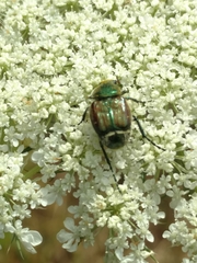 Trichiotinus lunulatus