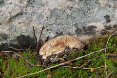 Handkea fumosa