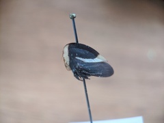 Membracis obliquifasciata