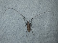 Monochamus titillator