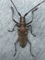 Monochamus titillator