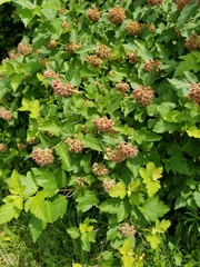 Physocarpus intermedius