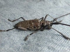 Monochamus titillator