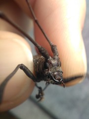 Monochamus titillator