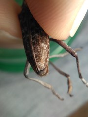 Monochamus titillator