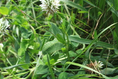 Trifolium ambiguum