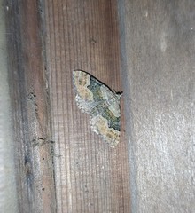 Xanthorhoe quadrifasiata