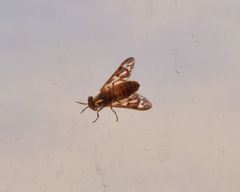 Chrysops discalis