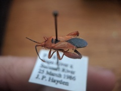 Thlastocoris laetus