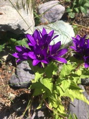 Campanula glomerata