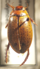 Rhantus wallisi
