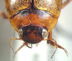 Rhantus wallisi
