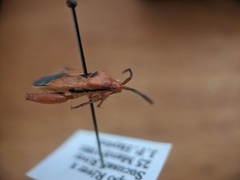 Thlastocoris laetus
