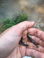 Ameiurus nebulosus
