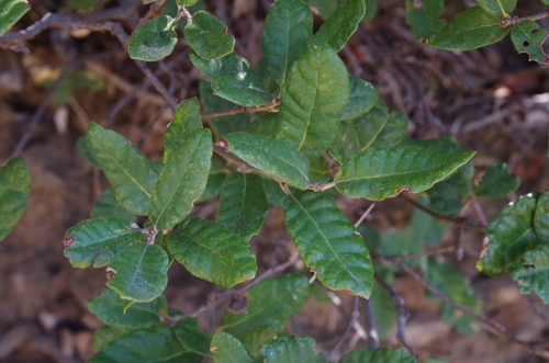 Coahuila Scrub Oak (Quercus intricata)