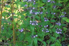 Clinopodium caucasicum